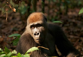 great_ape