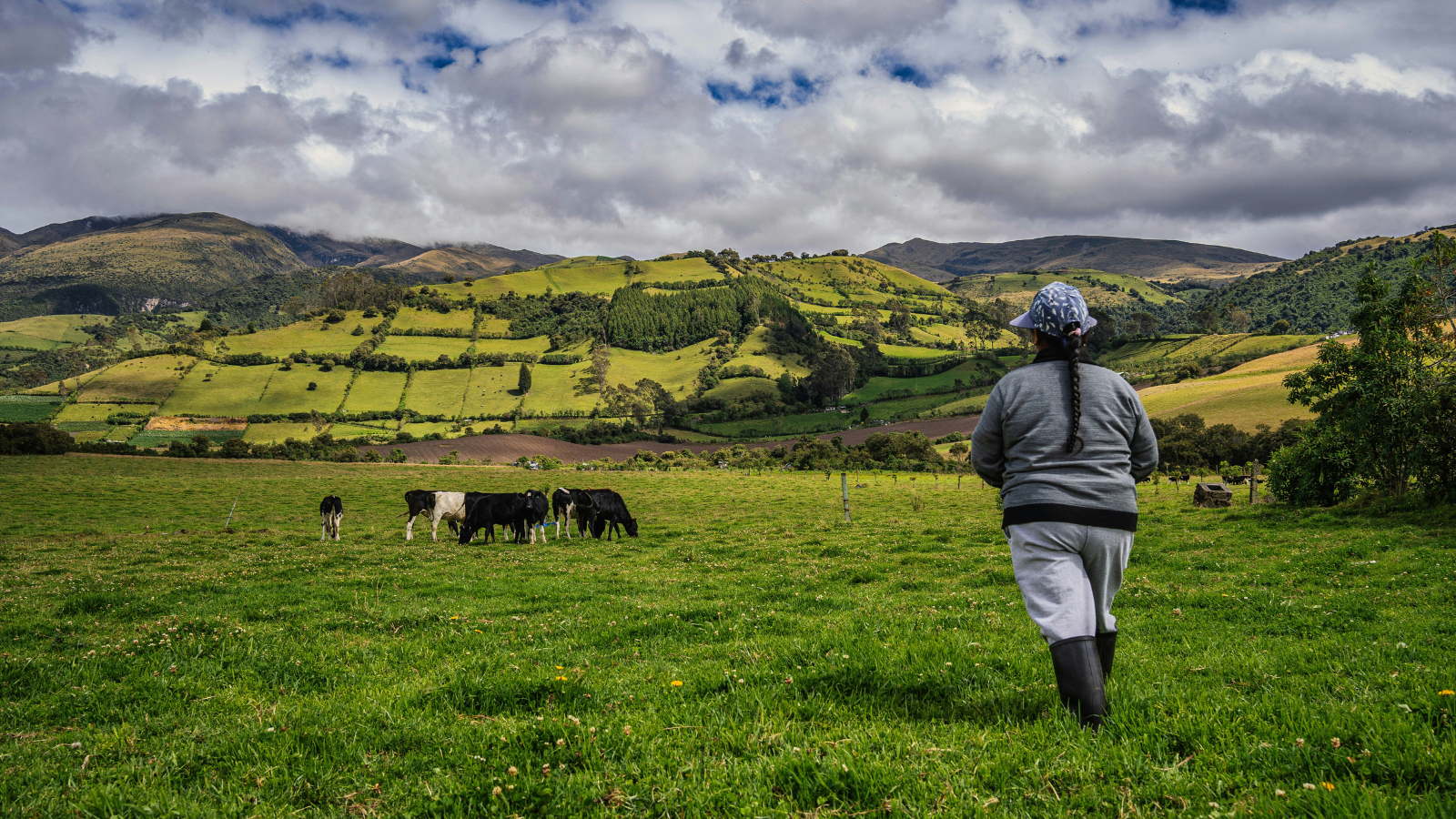 Farmer walking across field in Ecuador, hills and cows in the background