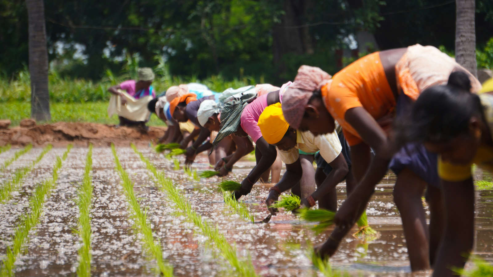 Line of women planting rice