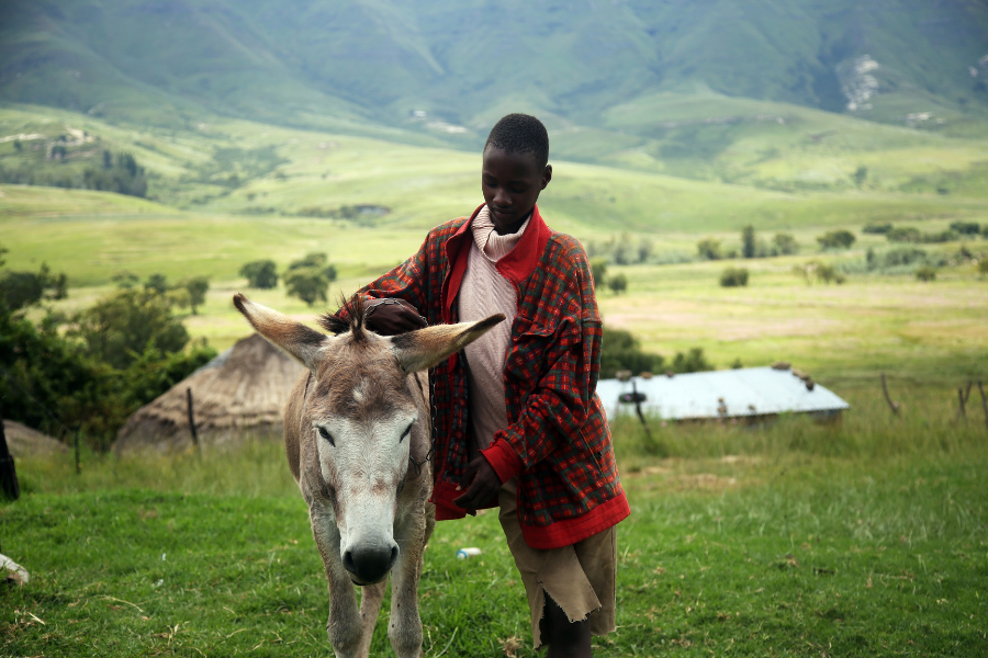 Boy with mule in front of green landscape