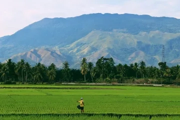 Rice field