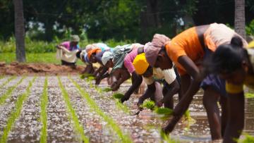 Row of women planting seeds