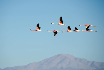 shwetha-shankar-unsplash