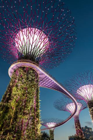 Photo of Singapore trees by Hu Chen on Unsplash