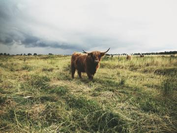UNSPLASH - Anton Sharov - 133632