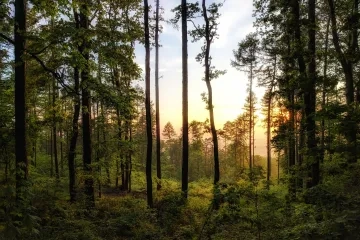 Photo of forest by Lukasz Szmigiel on Unsplash