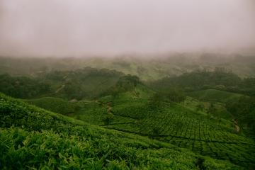 Photo of field in Munnar, India, by Ravi Pinisetti on Unsplash