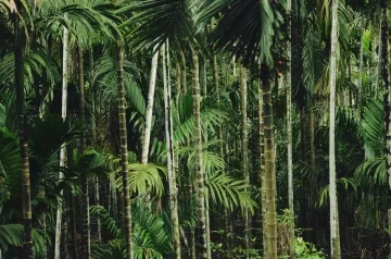 Tropical forests - Rohit Tandon - UNSPLASH 
