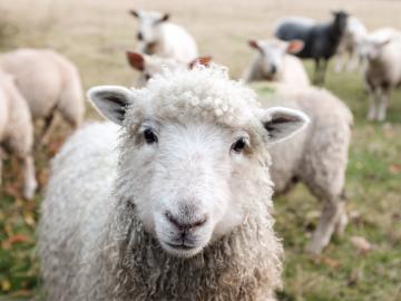 Sheep - Sam Carter - UNSPLASH