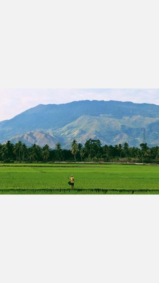 Rice field