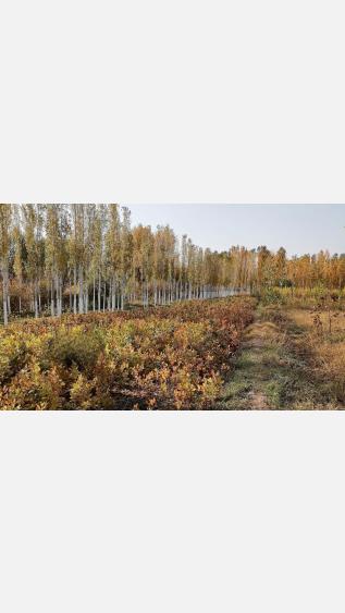 Tree nursery 