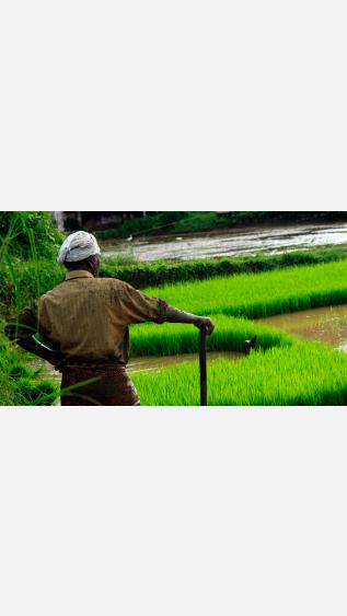 Farmer looking out over wetland crop