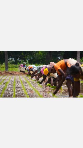 Row of women planting seeds