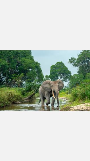 Forest Elephant photo