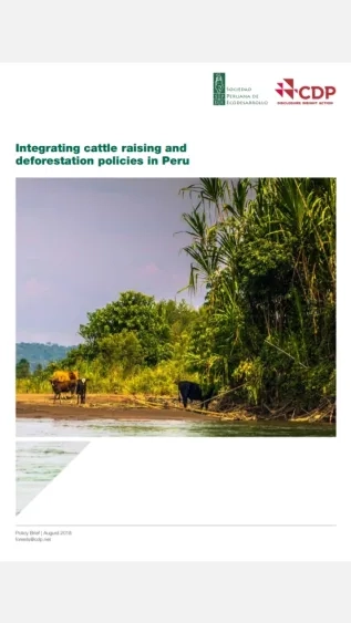 Integrating Cattle Raising and Deforestation Policies in Peru_CDP.jpg
