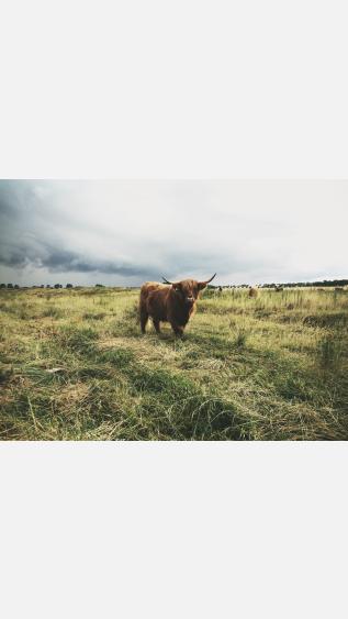 UNSPLASH - Anton Sharov - 133632