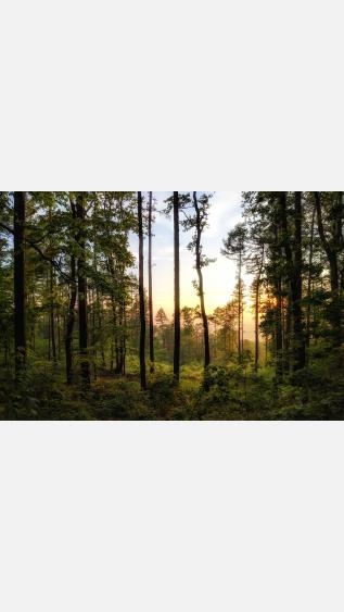 Photo of forest by Lukasz Szmigiel on Unsplash