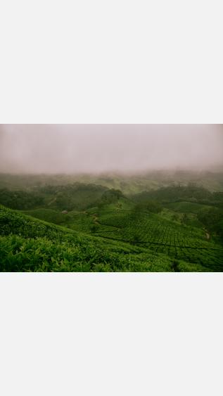 Photo of field in Munnar, India, by Ravi Pinisetti on Unsplash