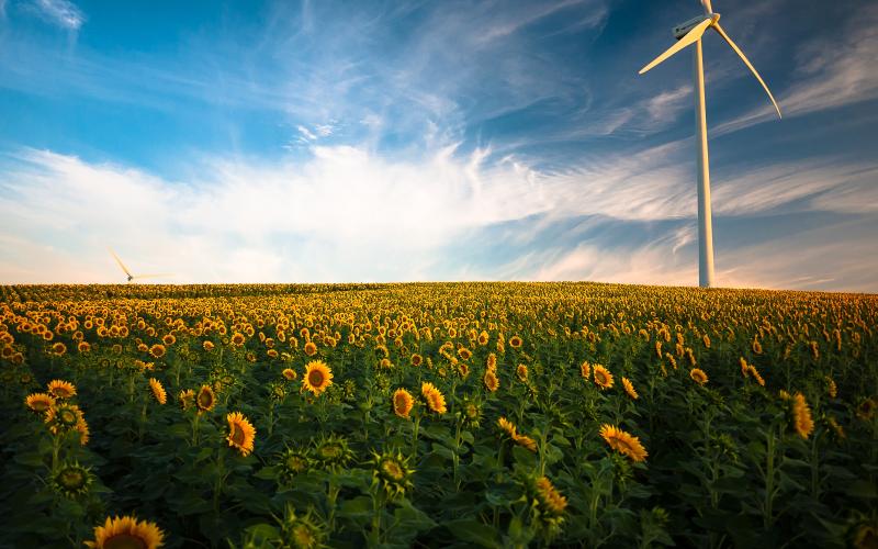 Field of sunflowers with wind turbine