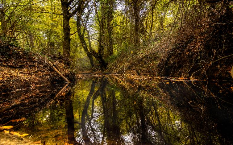 Longoz forests 