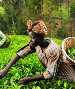 PEA_Rwanda_Green Villages