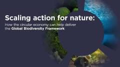 Ellen McCarthur scaling cover