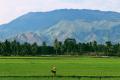 Rice field
