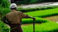 Farmer looking out over wetland crop