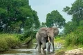 Forest Elephant photo
