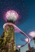 Photo of Singapore trees by Hu Chen on Unsplash