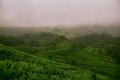 Photo of field in Munnar, India, by Ravi Pinisetti on Unsplash