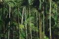 Tropical forests - Rohit Tandon - UNSPLASH 