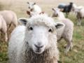 Sheep - Sam Carter - UNSPLASH 